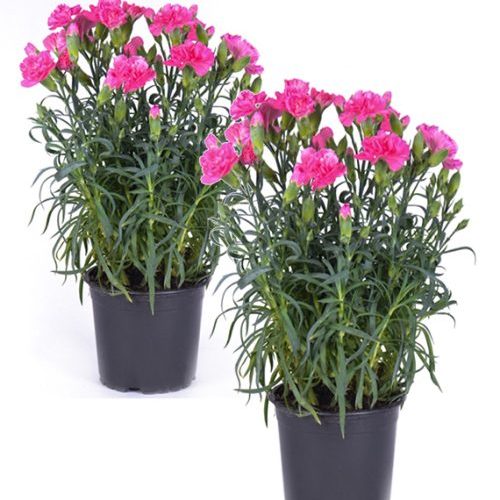 Garofite La Ghiveci Pink Carnation Bulbi Flori