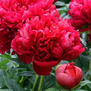 Bujori Henry Bockstoce