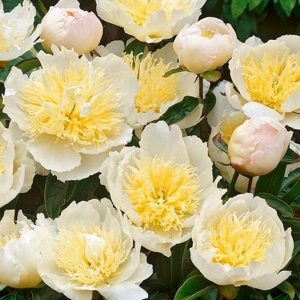 Bujori Lactiflora Honey Gold