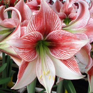 Amaryllis
