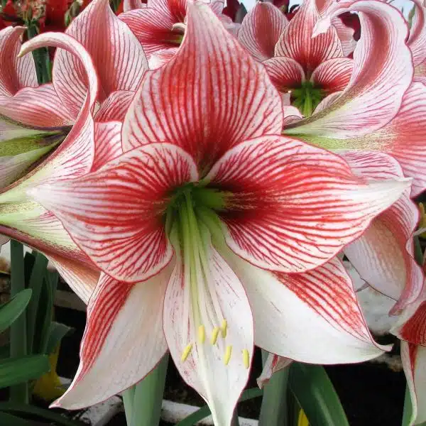 Amaryllis