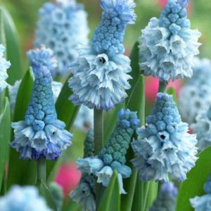 Muscari