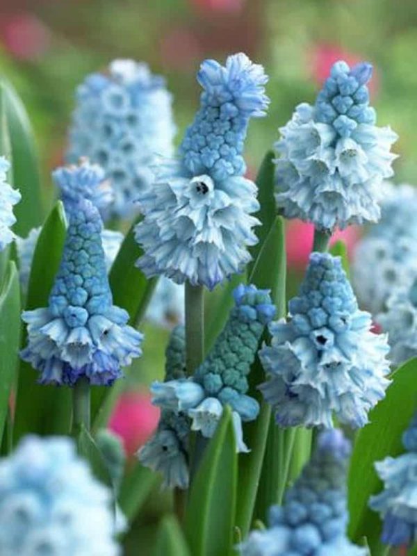 Muscari Muscari Azureum Albastru
