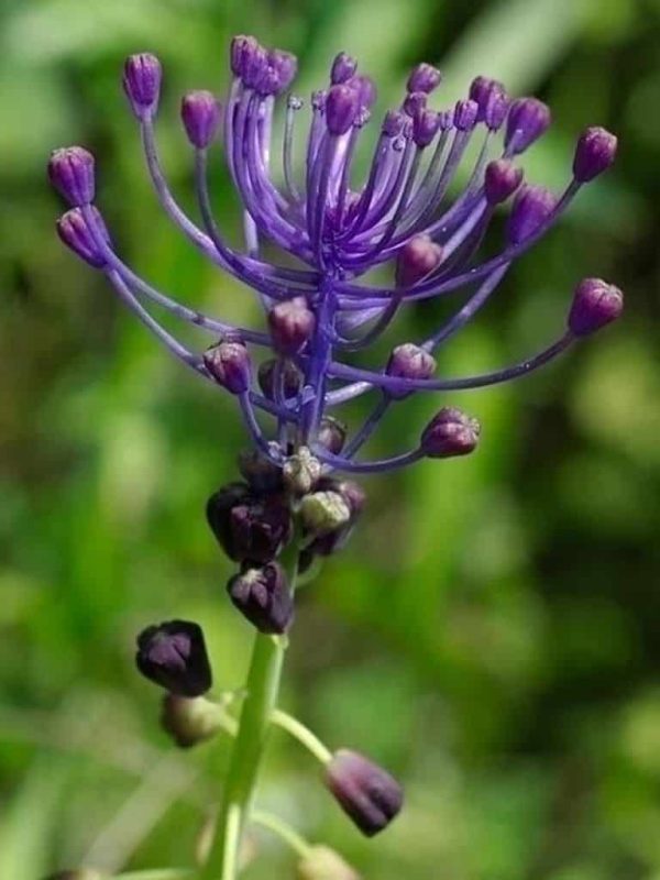Muscari Muscari Comosum