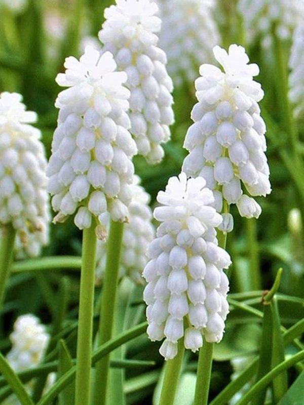 Muscari Muscari Siberian