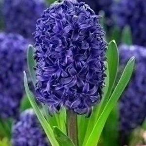 Zambile Aida 500 buc