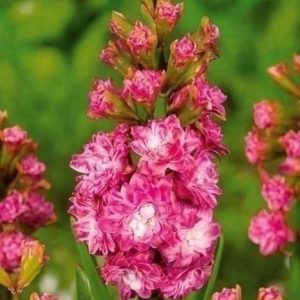 Zambile Eros Double 500 buc