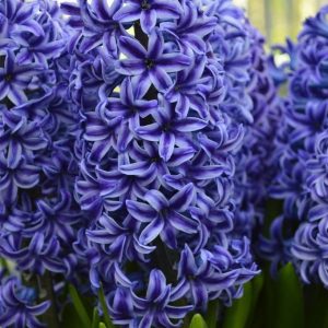 Zambile Blue Jacket 500 buc