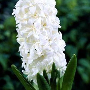 Zambile Aiolos 500 buc