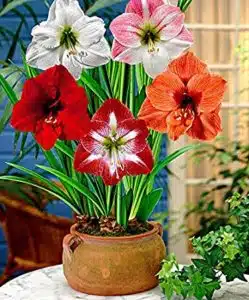 Amaryllis