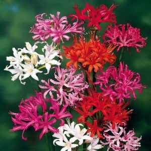 Pachet mixt bulbi nerine 12 buc