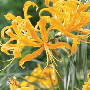 nerine aura 3 buc