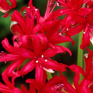 nerine red 3 buc