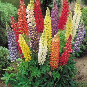 Creasta cocosului mixt