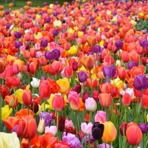 Pachet 1000 de bulbi super mix lalele