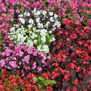 seminte begonia mixt