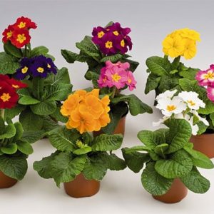 seminte primula mixt