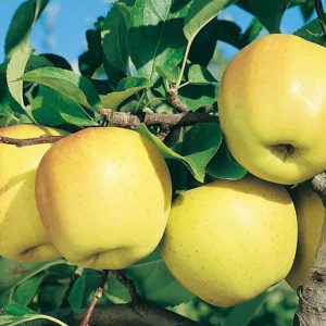 Mar Golden Delicious