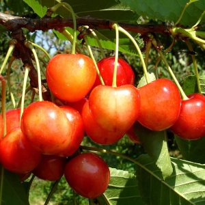 cires boambe de cotnari