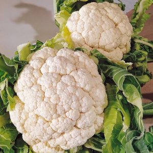 Conopida timpurie snowball x