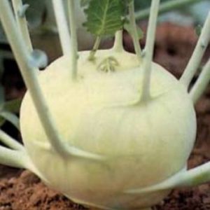 Gulioare white viena