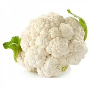 Conopida semitimpurie -igloo