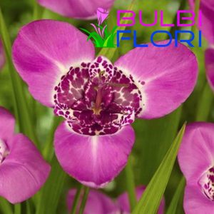 orhidee de gradina lilicea 3 buc