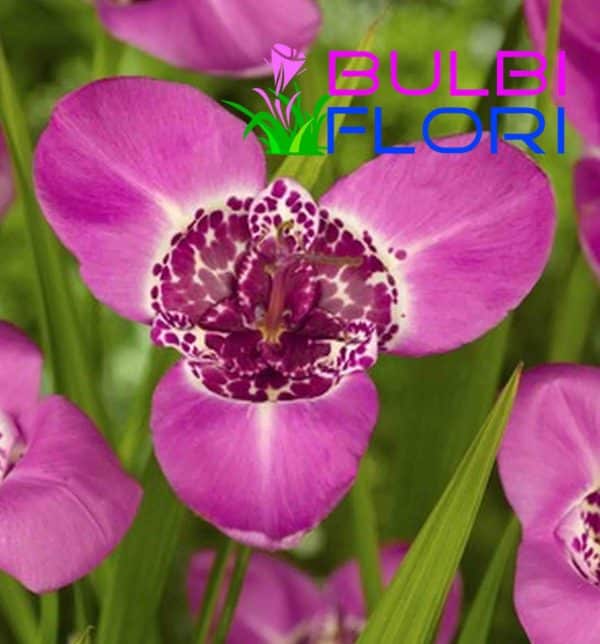 orhidee de gradina lilicea 3 buc