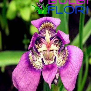 orhidee de gradina augusta 3 buc