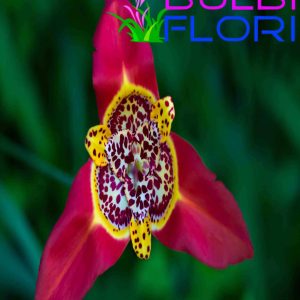 orhidee de gradina bitany 3 buc