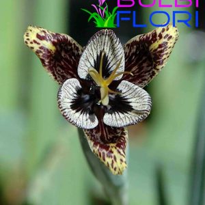 orhidee de gradina duos 3 buc