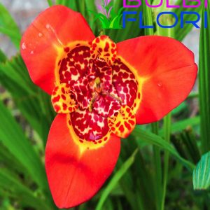 orhidee de gradina orange 3 buc