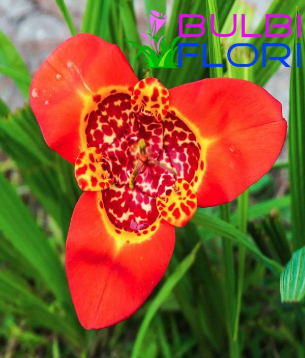 orhidee de gradina orange 3 buc