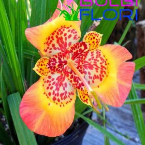 orhidee de gradina pacific 3 buc