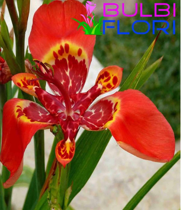 orhidee de gradina red 3 buc