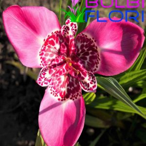 orhidee de gradina roz 3 buc