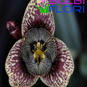 orhidee de gradina vanhouttei 3 buc