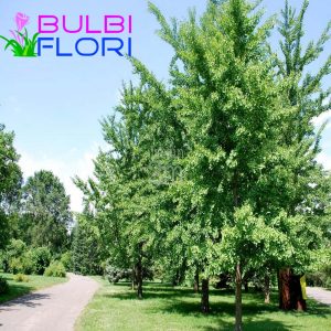 puiet ginkgo biloba