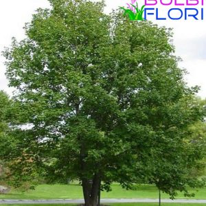 puiet paltin de munte