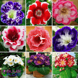 Seminte de Gloxinia mixt