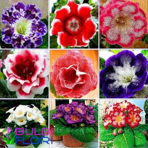Seminte de Gloxinia mixt