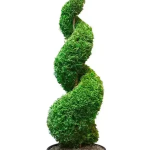 Tuja spirala 1,6-2 m la ghiveci