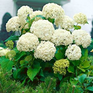 hortensia alba macrophylla-white