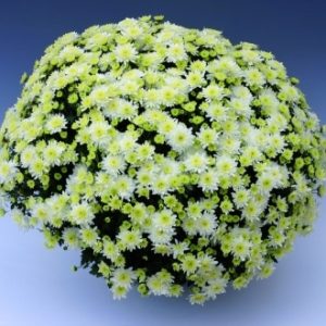 Crizantema p. multiflora GIGANT