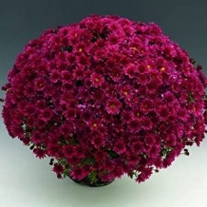 Charming Certificate Judgment crizanteme la ghiveci - Bulbi Flori