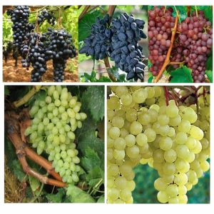 Vita de vie fara samburi pachet de 5 buc