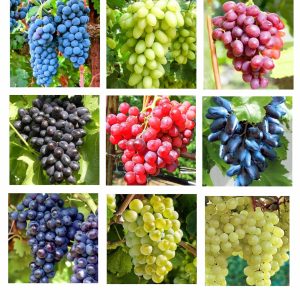 Vita de vie MIX 100 de bucati la radacina libera