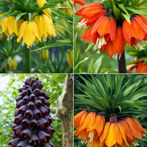 Pachet mixt floarea pastelui sau lalelaua imperiala fritilaria 3 buc