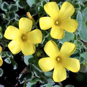 oxalis galben 10 buc