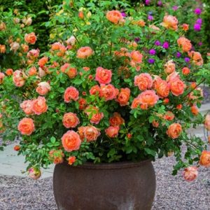 Minirose Lady of Shalott Ausnyson